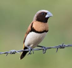 Chestnut-Breasted Mannikin Finch - New York Bird Supply