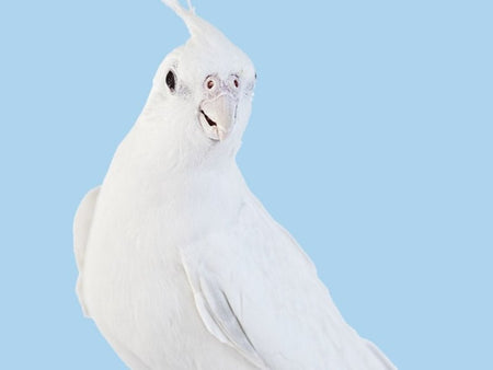 Cockateil White Albino - New York Bird Supply