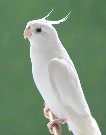 Cockateil White Albino - New York Bird Supply