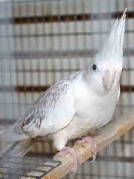 Cockatiel White Face Pearl - New York Bird Supply