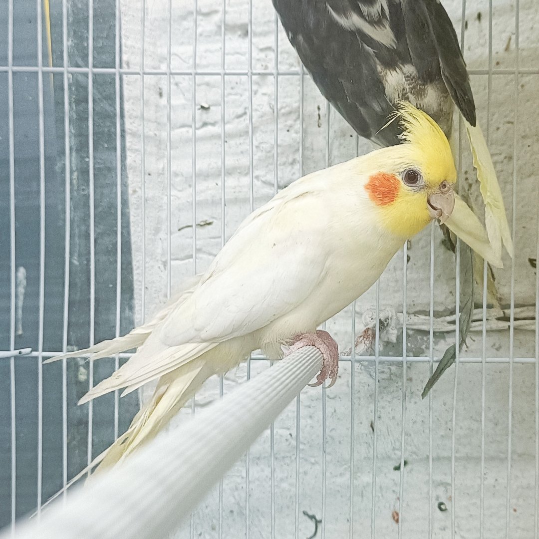 Cockatiel Yellow - New York Bird Supply