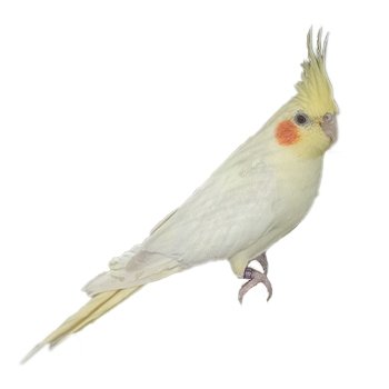 Cockatiel Yellow - New York Bird Supply