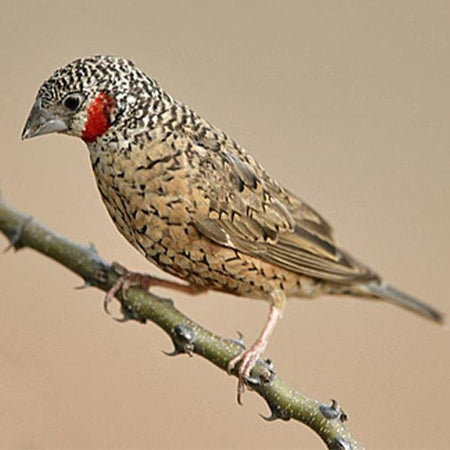 Cut Throat Finch - New York Bird Supply