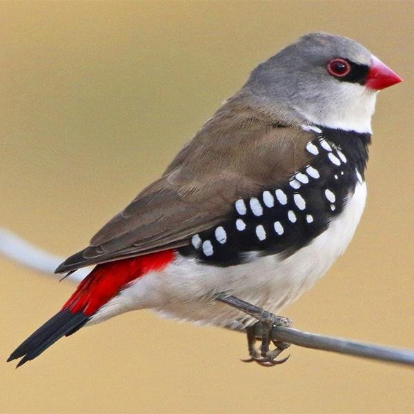 Diamond Firetail Finch - New York Bird Supply