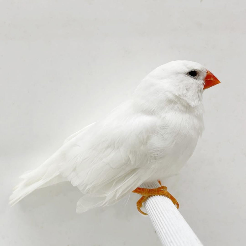 English White Zebra Finch