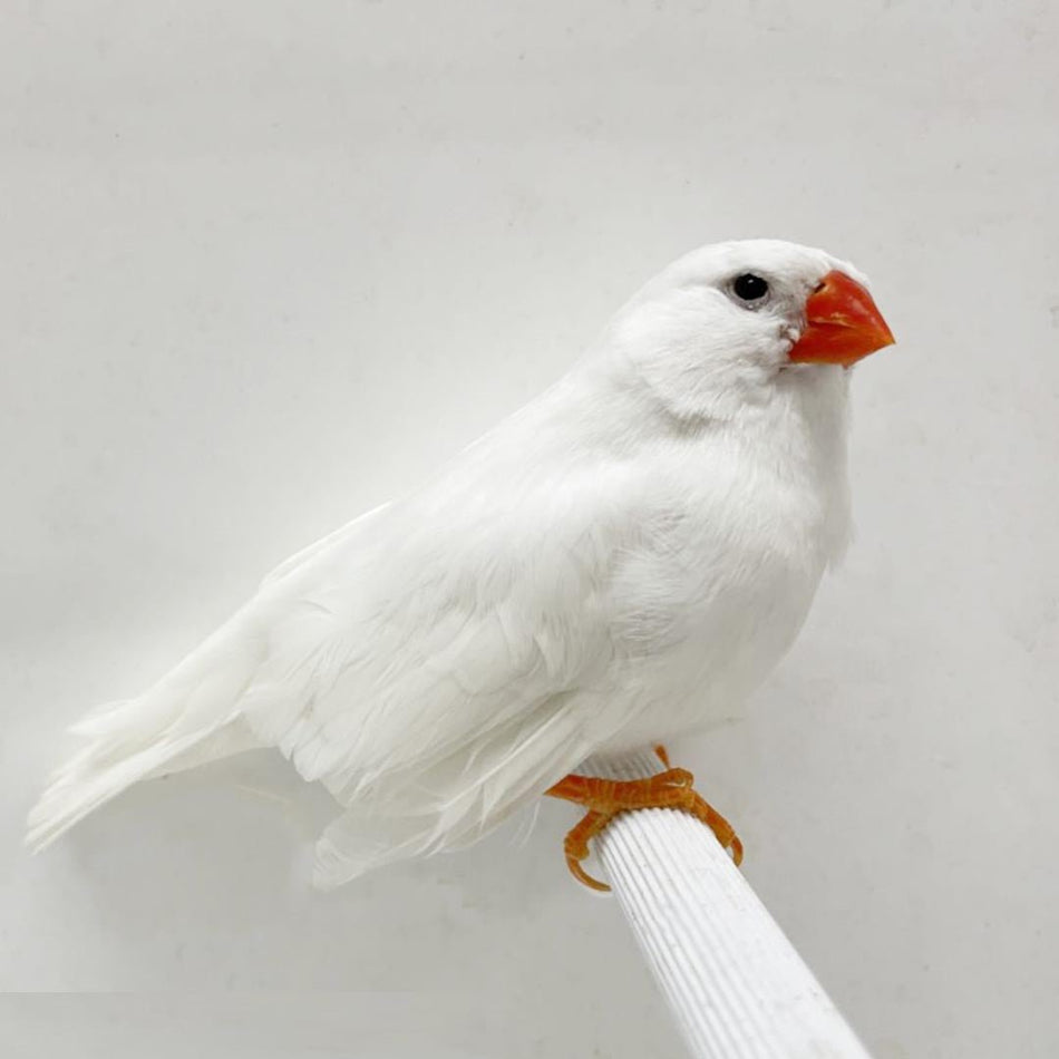 English White Zebra Finch - New York Bird Supply