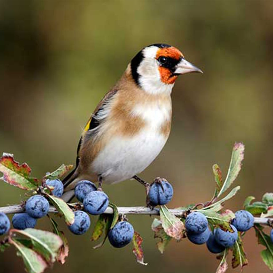 European Goldfinch - New York Bird Supply