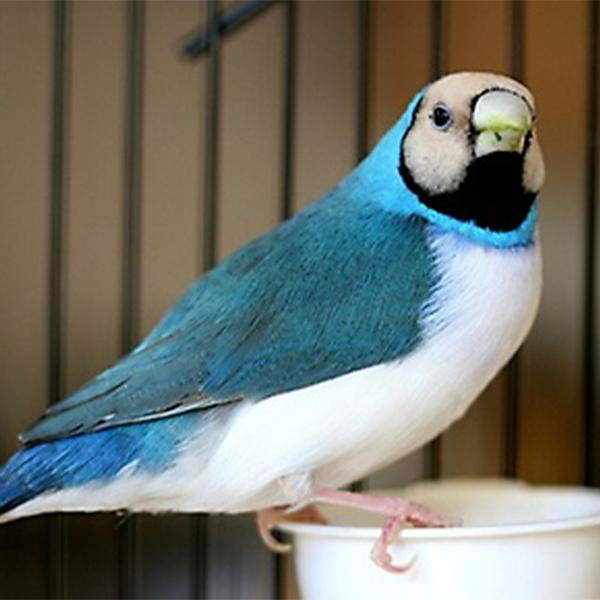 Lady Gouldian Finch - Camel Head Blue Back Female