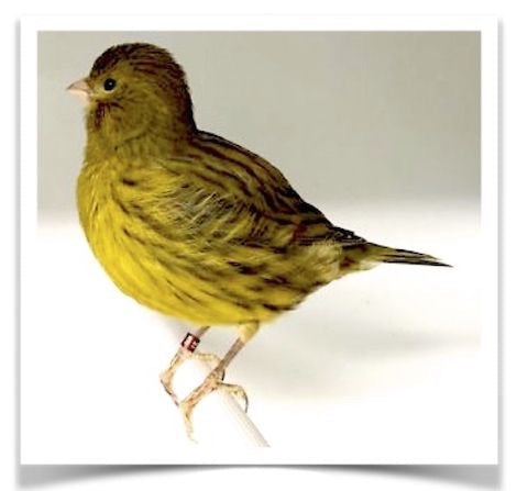 Fife Canary - New York Bird Supply