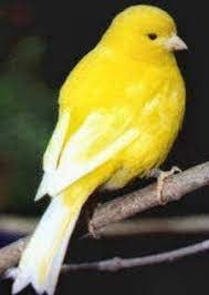 Fife Canary - New York Bird Supply