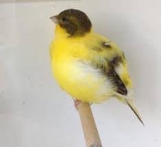 Fife Canary - New York Bird Supply