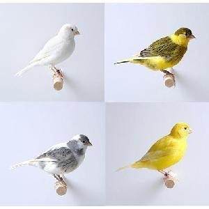 Fife Canary - New York Bird Supply