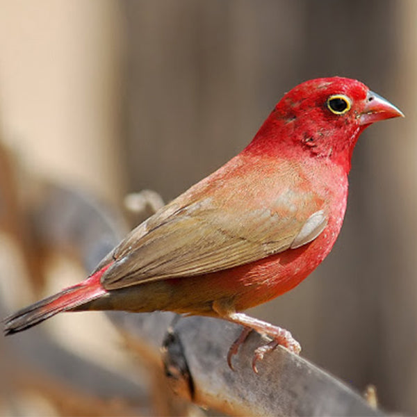 Finch Fire Red Billed Female
