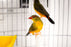 Gold Breastfed Waxbill - New York Bird Supply