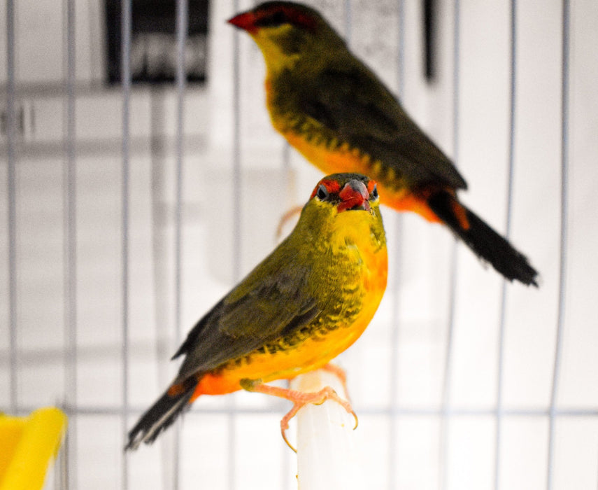 Gold Breastfed Waxbill - New York Bird Supply