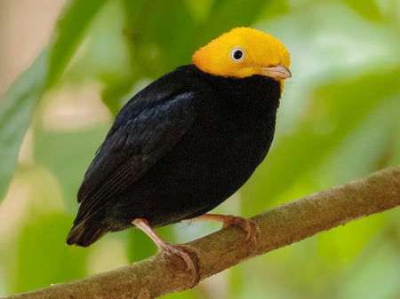 Golden Headed Manakin - New York Bird Supply