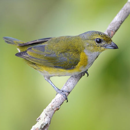 Golden-Sided Euphonia - New York Bird Supply