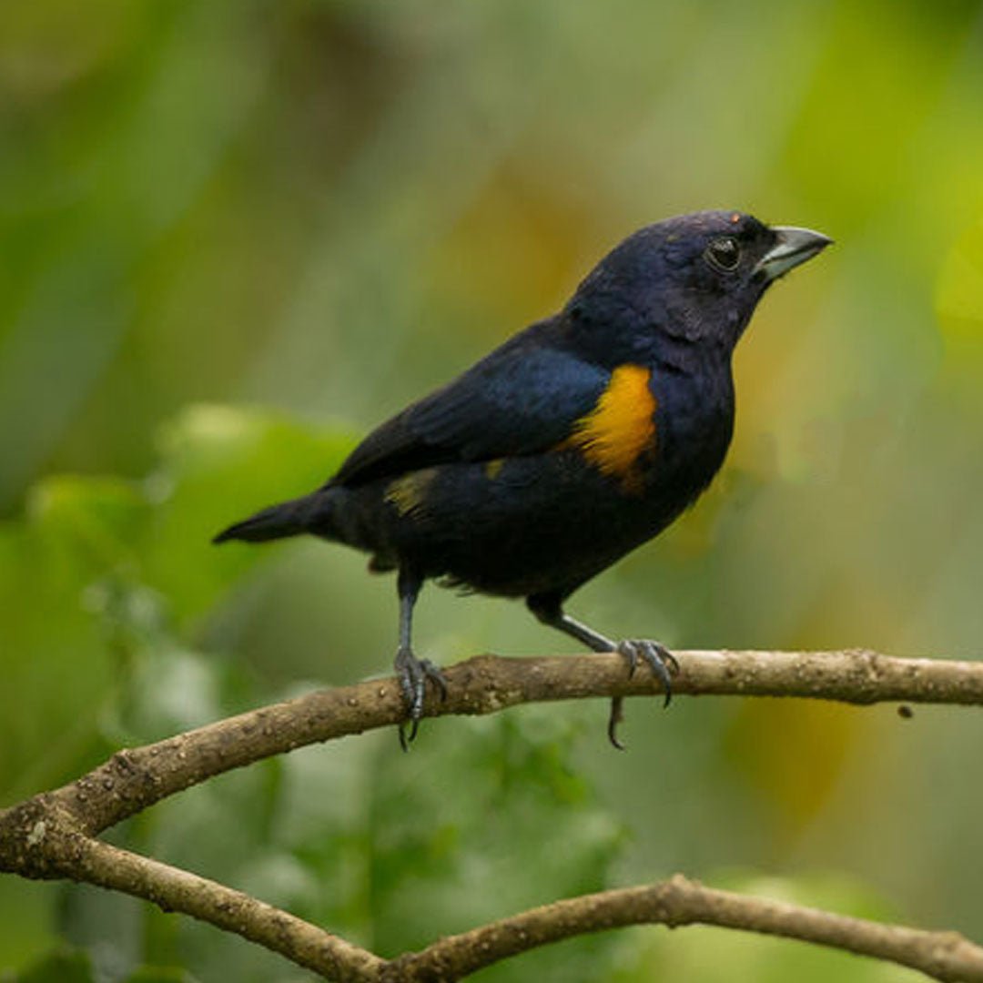 Golden-Sided Euphonia - New York Bird Supply