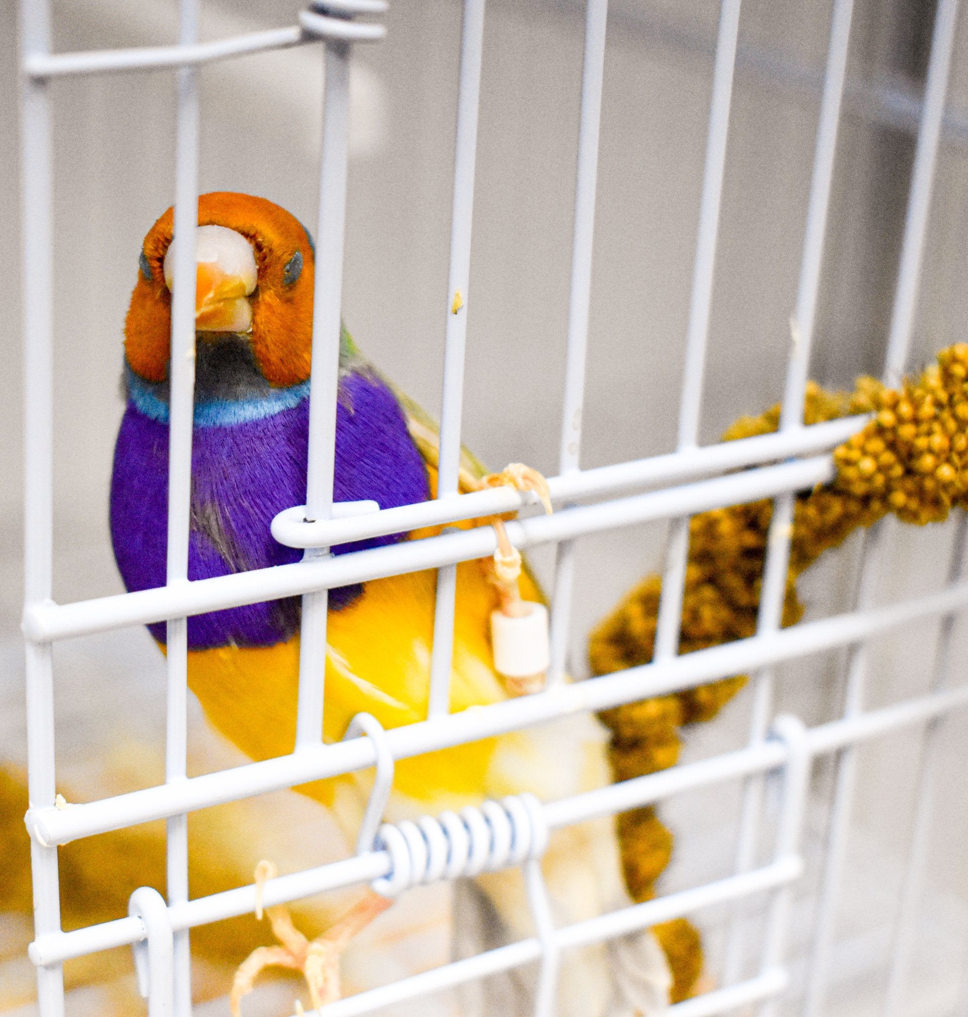 Green Back Gouldian Finch - New York Bird Supply