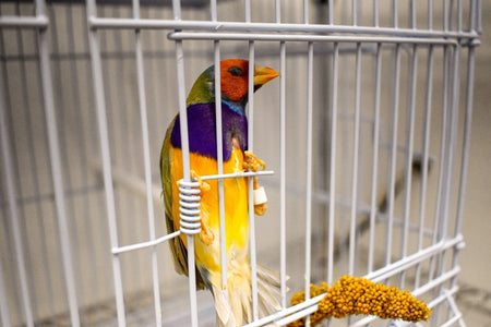 Green Back Gouldian Finch - New York Bird Supply