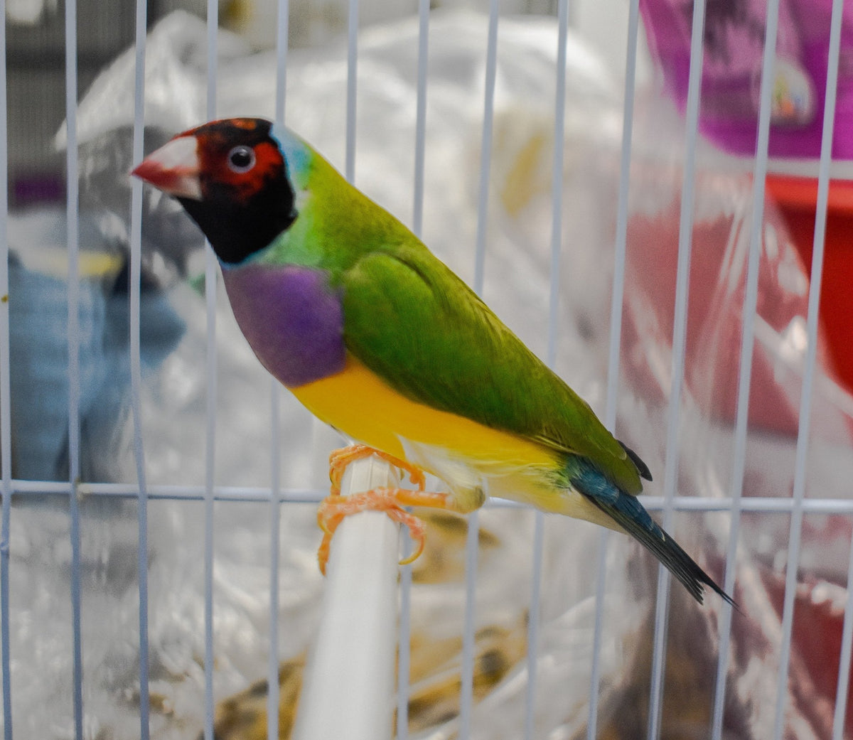 Green Back Gouldian Finch - New York Bird Supply