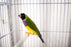 Green Back Gouldian Finch - New York Bird Supply