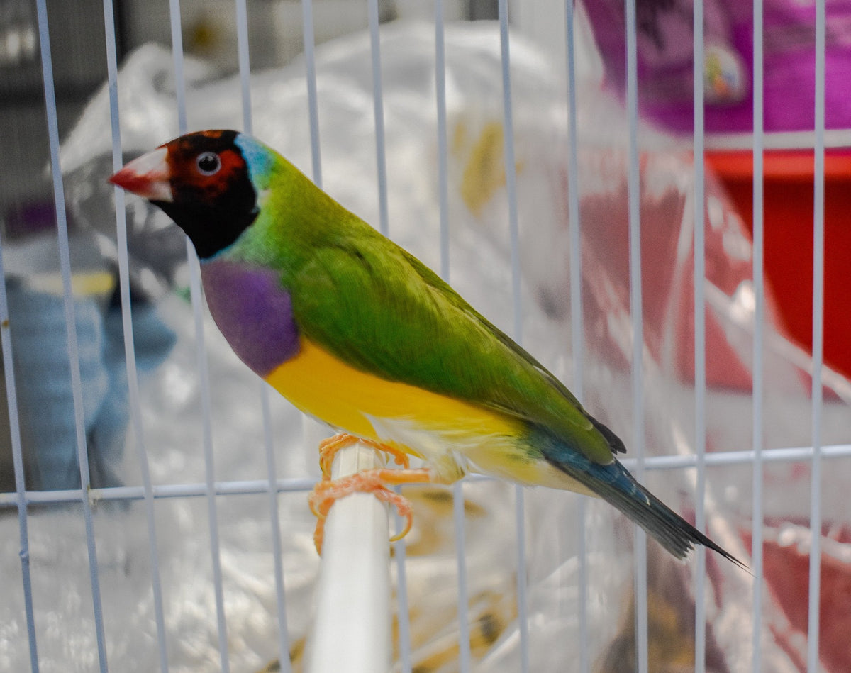 Green Back Gouldian Finch - New York Bird Supply