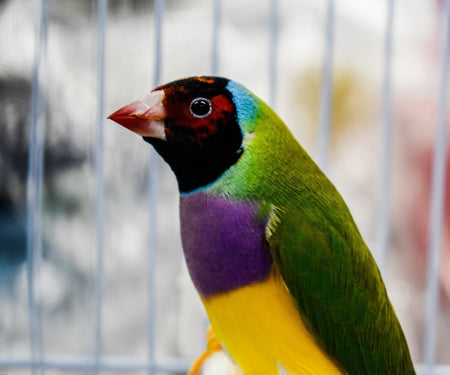 Green Back Gouldian Finch - New York Bird Supply