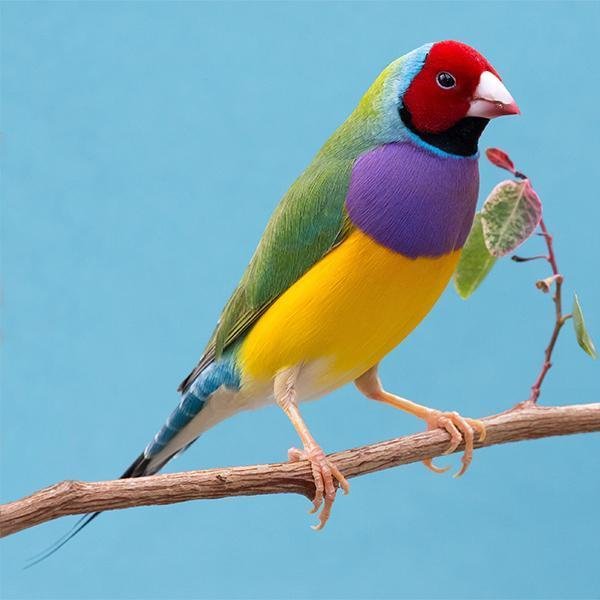 Green Back Gouldian Finch - New York Bird Supply