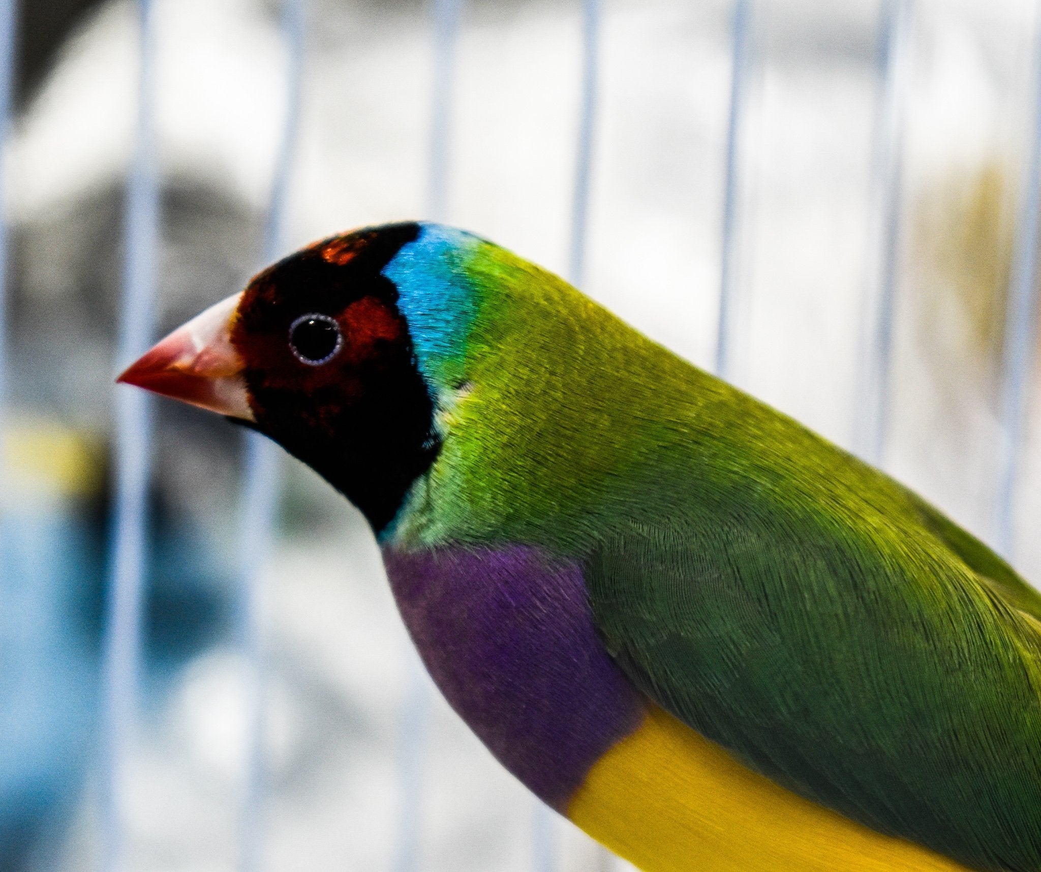 Green Back Gouldian Finch - New York Bird Supply