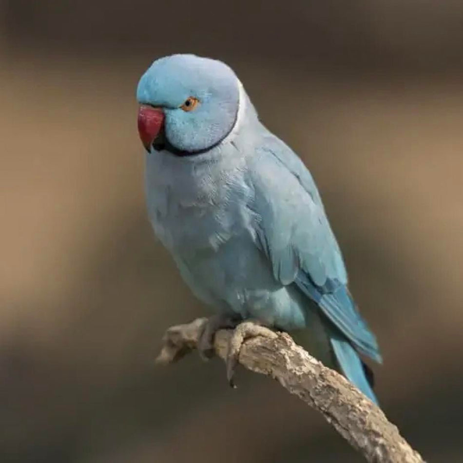 Indian Ring Neck Parrot - Light Blue - New York Bird Supply