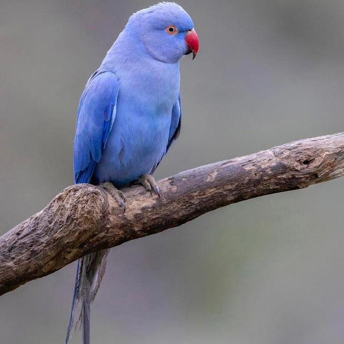 Indian Ring Neck Parrot - Violet - New York Bird Supply