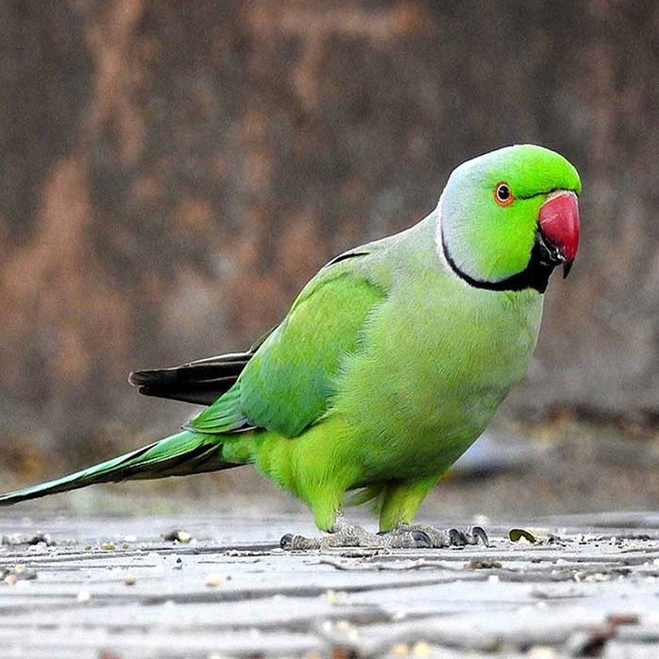Indian Ring Neck Parrots (Green) - New York Bird Supply
