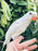 Indian Ring Neck White - New York Bird Supply