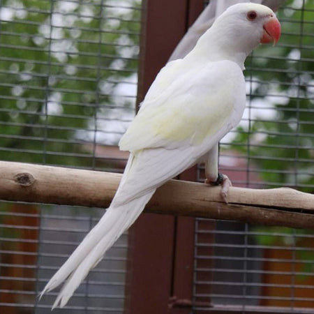 Indian Ring Neck White/Yellow Cremino - New York Bird Supply