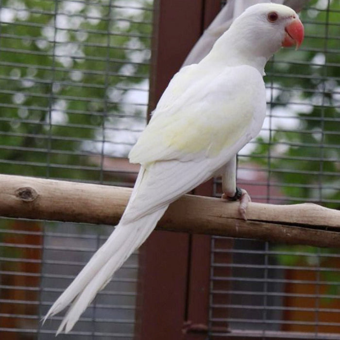 Indian Ring Neck White/Yellow Cremino - New York Bird Supply