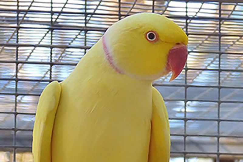 Indian ringneck deals parrot for sale