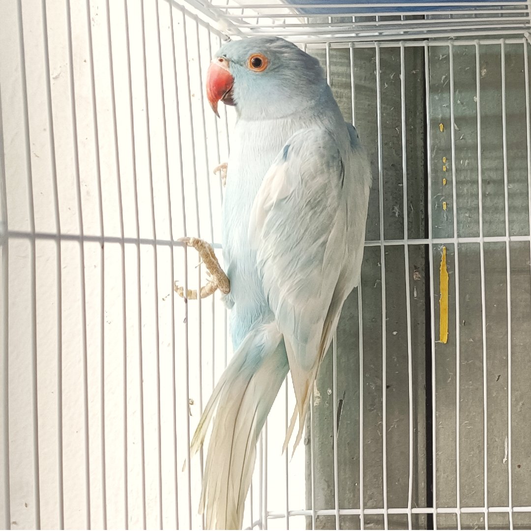 Indian Ringneck Parrot - Harlequin Pied Blue - New York Bird Supply