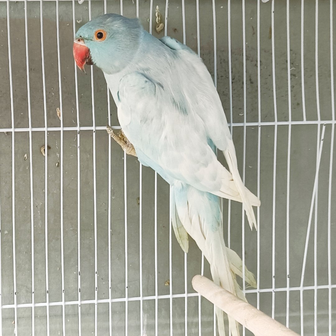 Indian Ringneck Parrot - Harlequin Pied Blue - New York Bird Supply