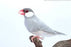 Java Finch Silver - New York Bird Supply