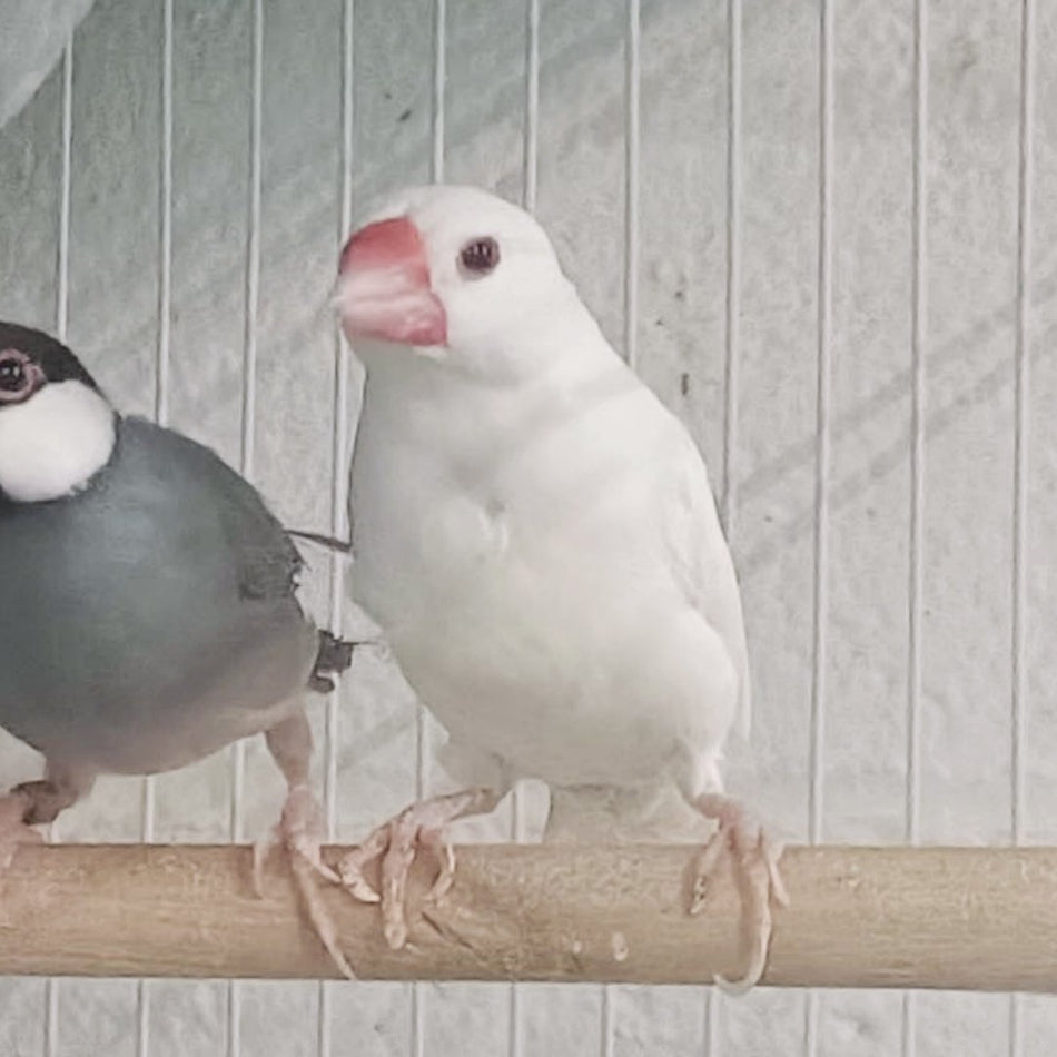 Java Sparrow Finch White Female