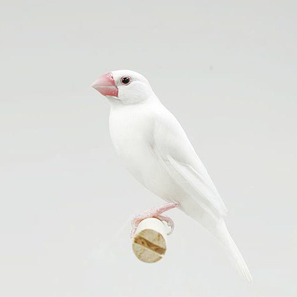 Java Sparrow Finch White Female