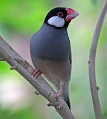 Java sparrow - New York Bird Supply