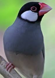 Java sparrow - New York Bird Supply