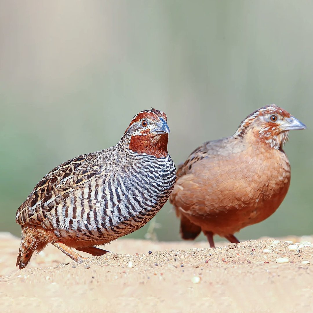 Jungle Bush Quail Sold in Pair - New York Bird Supply