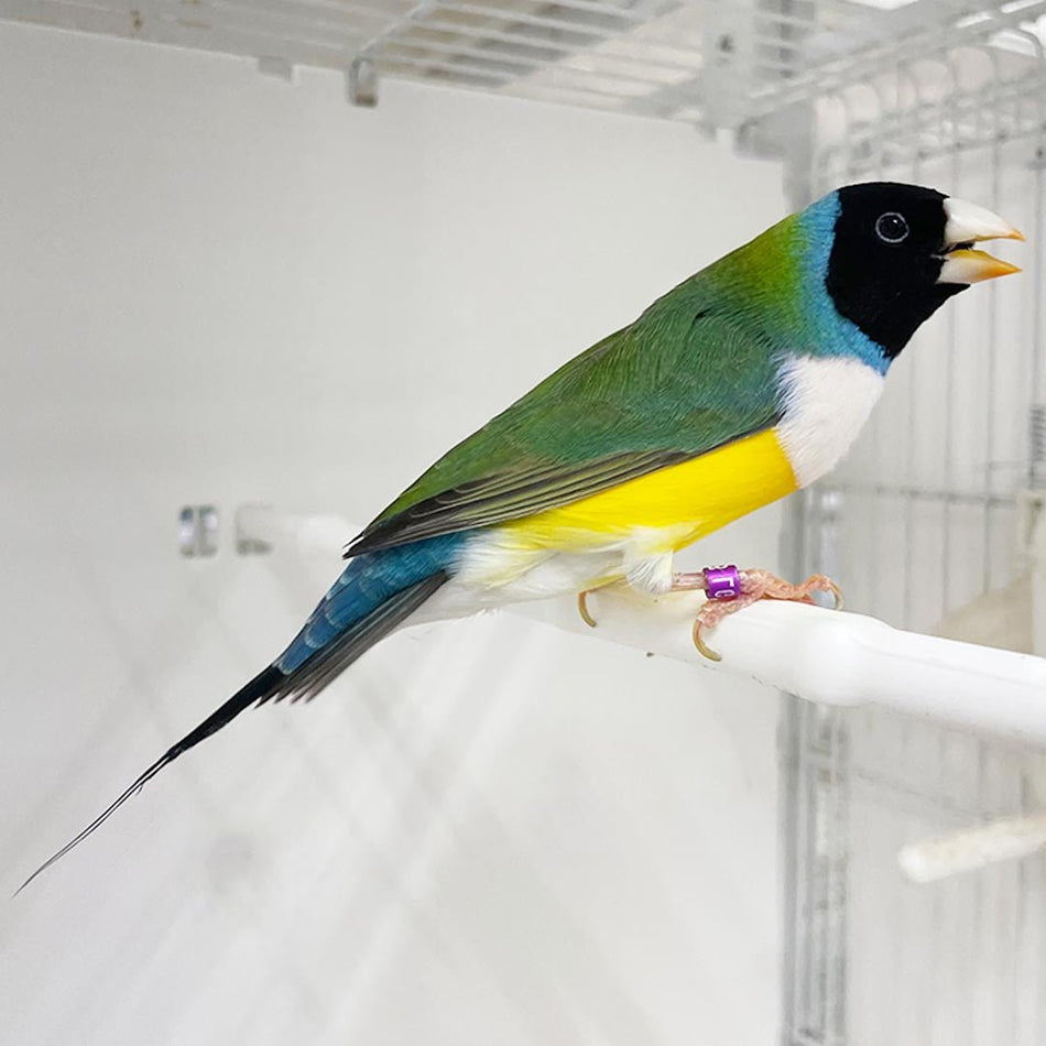 Lady Gouldian Finch - Black Head Green Back - New York Bird Supply