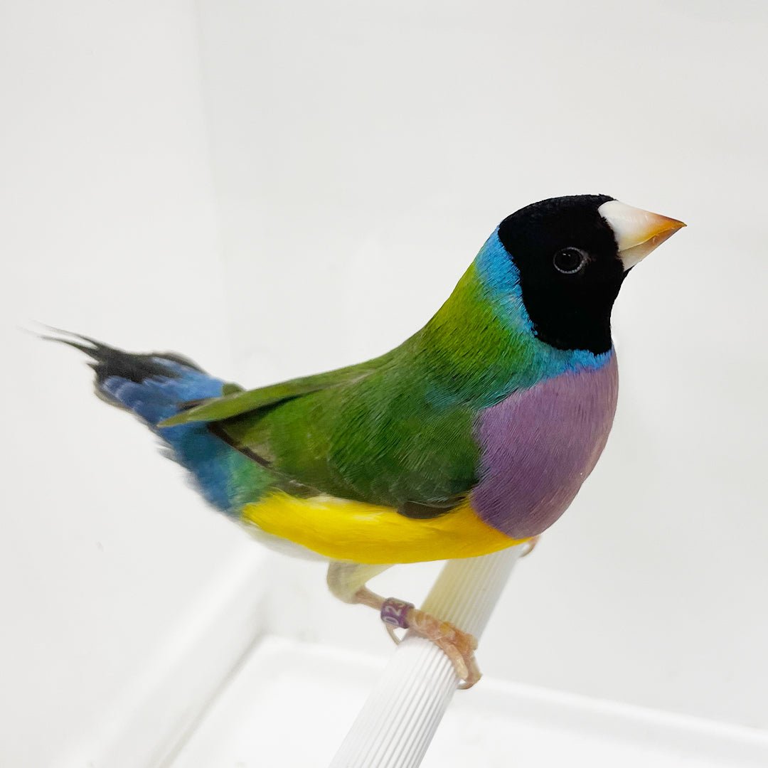 Lady Gouldian Finch - Black Head Green Back - New York Bird Supply