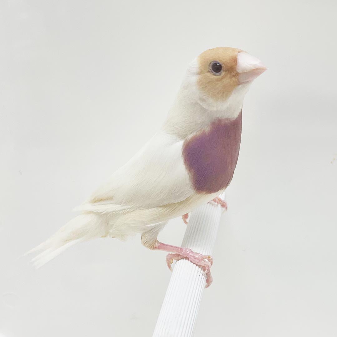 Lady Gouldian Finch - Camel Head White Back - New York Bird Supply