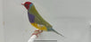 Lady Gouldian Finch - Dilute Green Back - New York Bird Supply