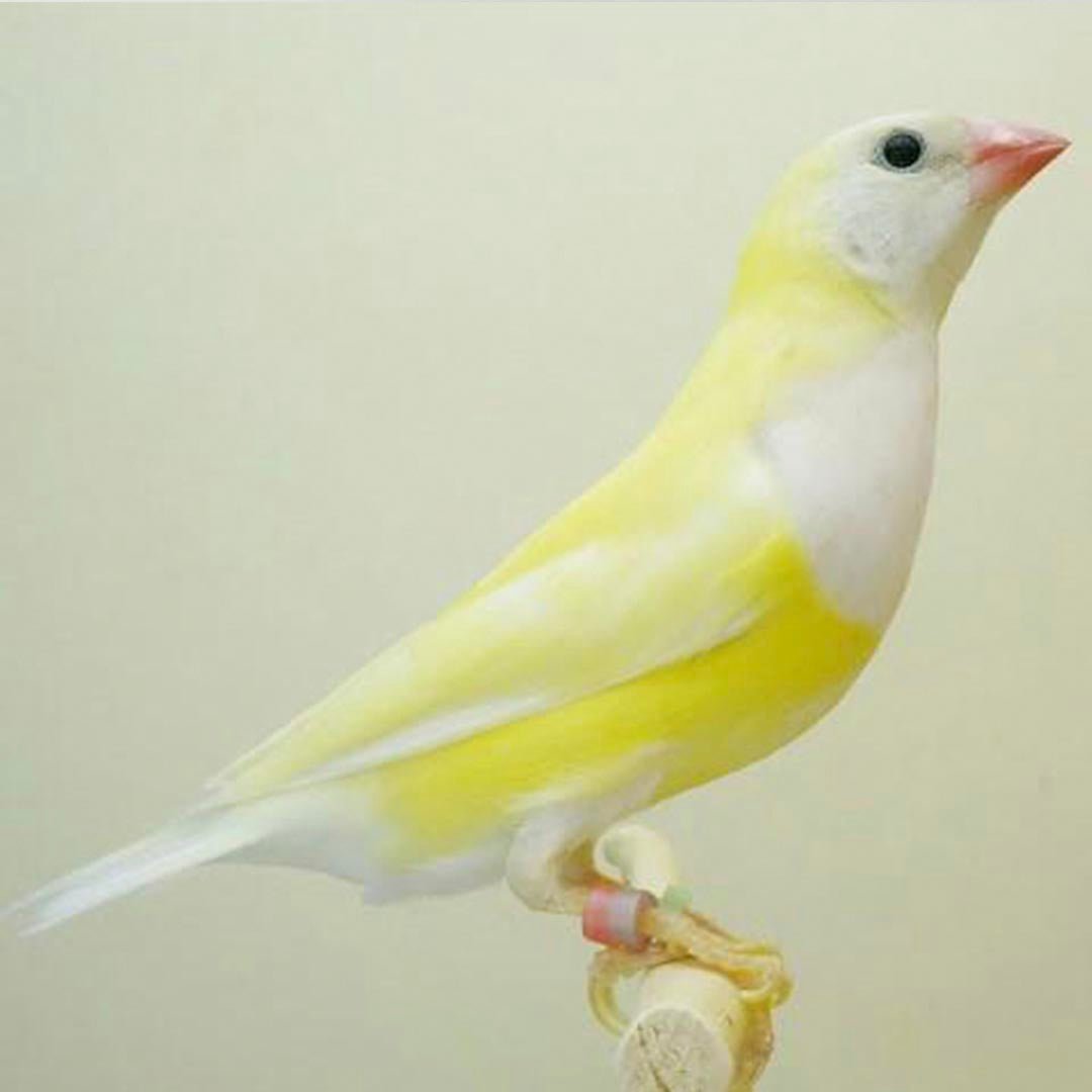 Lady Gouldian Finch - Lutino - New York Bird Supply